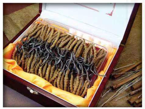 梅县冬虫夏草回收